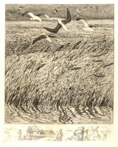 Volo di gabbiani